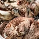 sabut kelapa untuk substitusi bahan serat sintetis