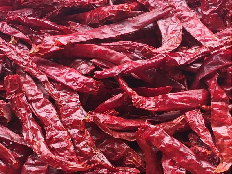 alat pengering cabai modern