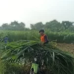 hijauan mudah dibudidayakan