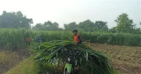 hijauan mudah dibudidayakan