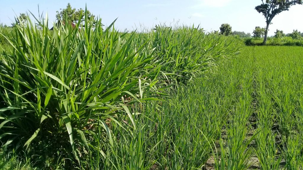 hijauan tinggi protein ternak