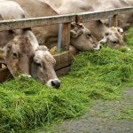 pakan hijauan murah peternak