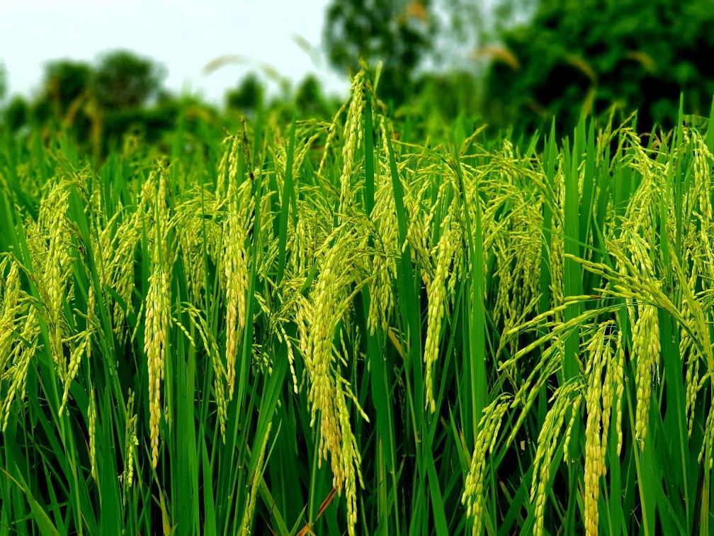 Mekanisme Pengolahan Hasil Padi