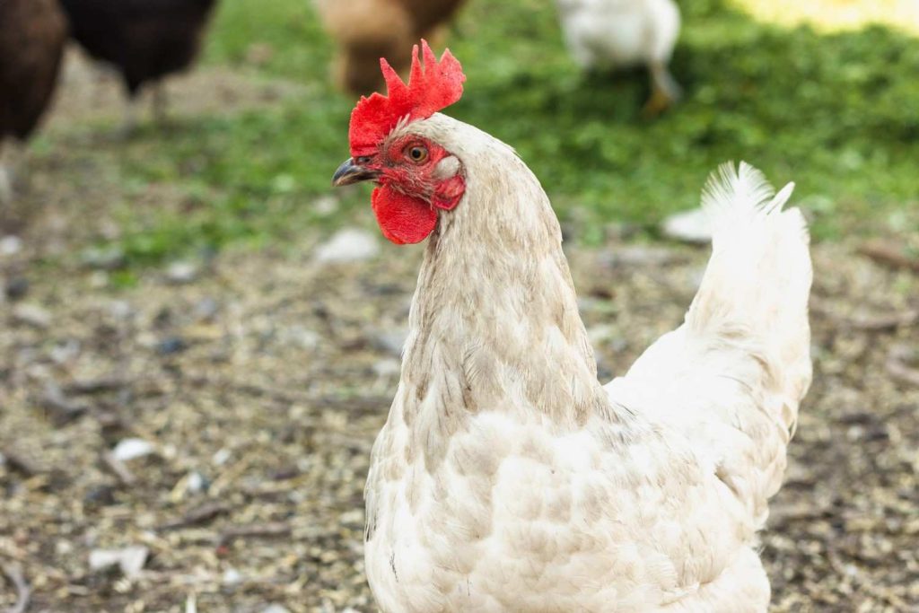 Keuntungan Menggunakan Mesin Bubut Bulu Ayam