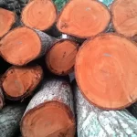 Cara Mencacah Kayu Cepat