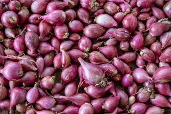 pengolahan bawang untuk usaha