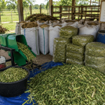 berapa ukuran cacahan rumput