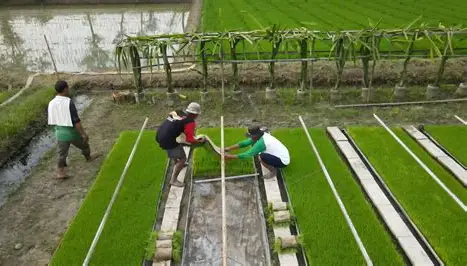 persiapan bibit sebelum proses penanaman padi