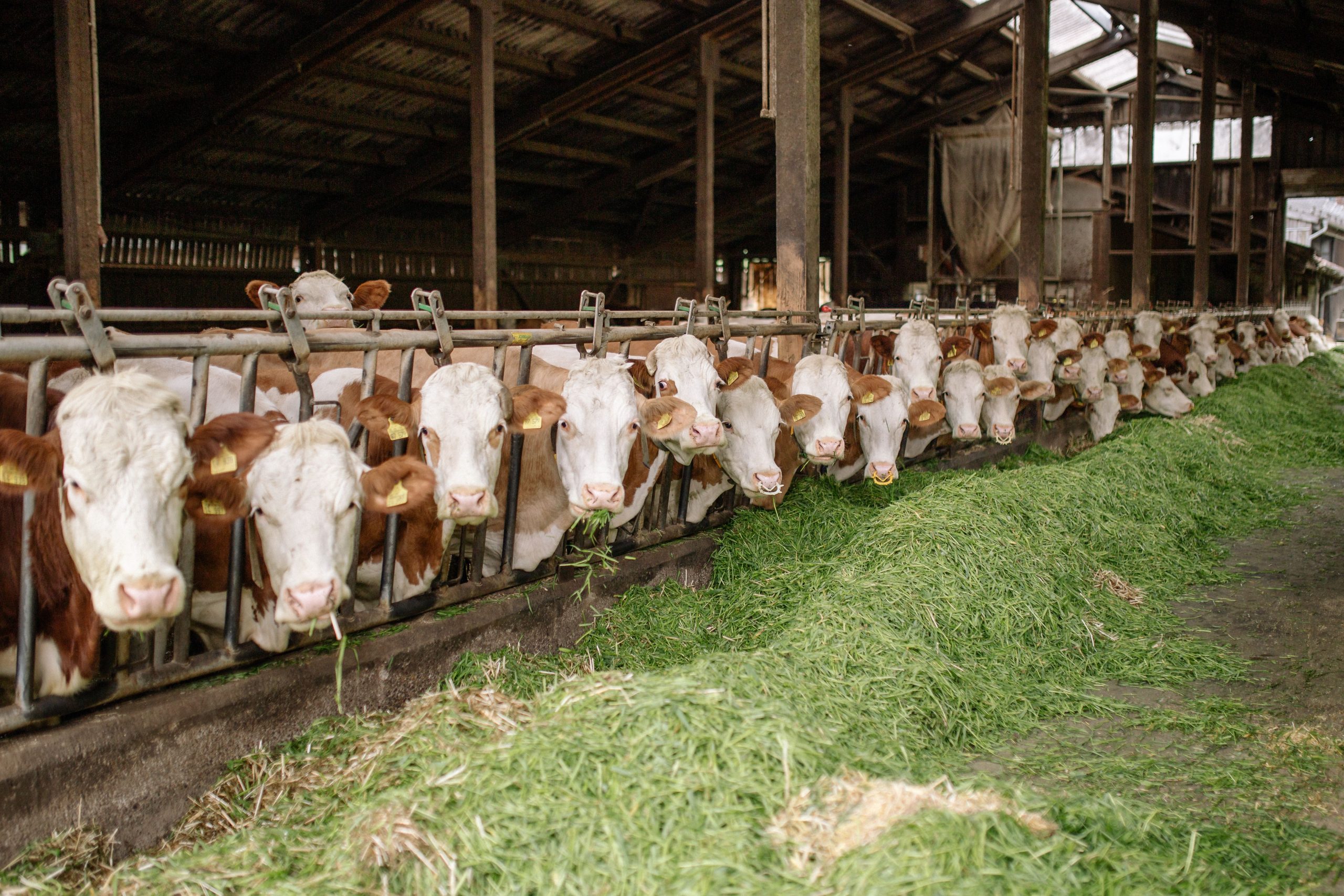 pakan rumput untuk ternak