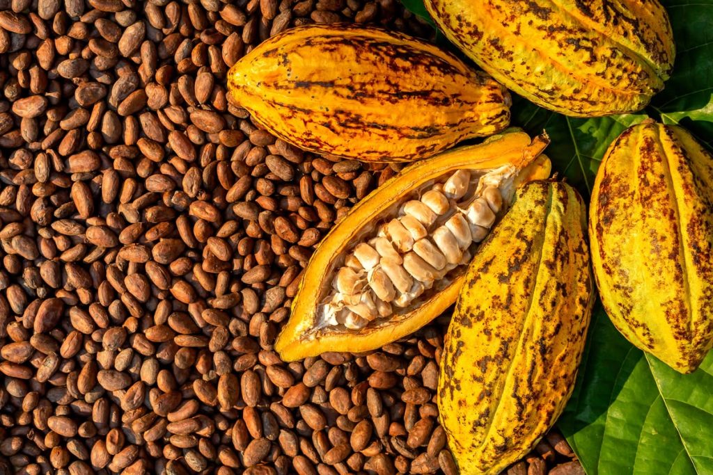 Memilih biji kakao berkualitas menjadi langkah penting bagi petani, pengepul, maupun pelaku usaha yang mengolah kakao menjadi bahan baku cokelat. Biji yang baik dapat membantu menghasilkan aroma dan cita rasa yang lebih konsisten, sedangkan biji cacat atau berjamur berisiko menurunkan mutu produk akhir. Karena itu, pemeriksaan sebaiknya dilakukan sebelum pembelian atau pengolahan, bukan hanya setelah biji masuk ke tempat penyimpanan. Penilaian mutu tidak cukup berdasarkan ukuran atau warna luar saja. Kondisi fermentasi, tingkat kekeringan, aroma, kebersihan, dan jumlah biji rusak perlu diperiksa bersama agar keputusan lebih akurat. Jika membeli dalam jumlah besar, ambil sampel dari beberapa bagian karung atau tumpukan karena kondisi biji di dalamnya mungkin tidak seragam. Cara Memilih Biji Kakao Berkualitas 1. Periksa Warna dan Bentuk Biji Biji kakao kering yang baik umumnya terlihat utuh, tidak keriput berlebihan, dan memiliki warna yang relatif seragam sesuai varietas serta proses pengolahannya. Hindari memilih hanya dari warna paling gelap karena penampilan luar tidak selalu menggambarkan mutu bagian dalam. Biji yang pipih, pecah, atau sangat kecil dalam jumlah banyak bisa menandakan pengisian biji kurang sempurna atau penanganan pascapanen yang kurang baik. 2. Cium Aroma sebelum Membeli Aroma dapat memberi petunjuk tentang kondisi biji dan proses pascapanennya. Biji kakao yang ditangani dengan benar biasanya tidak berbau apek, busuk, berjamur, atau berbau bahan kimia yang asing. Jika muncul aroma menyimpang, minta penjelasan tentang cara fermentasi dan pengeringannya sebelum memutuskan membeli. 3. Pastikan Fermentasi Berjalan Baik Fermentasi membantu membentuk calon aroma dan cita rasa kakao. Biji yang difermentasi dengan baik cenderung menunjukkan warna bagian dalam yang lebih cokelat, sedangkan bagian dalam yang ungu pekat atau keabu-abuan dapat mengindikasikan fermentasi kurang merata atau kondisi yang perlu diperiksa lebih lanjut. Untuk menilai bagian dalam, belah sampel beberapa biji dan perhatikan hasilnya, bukan hanya mengandalkan satu biji sebagai contoh. 4. Periksa Kekeringan dan Kadar Air Biji perlu dikeringkan dengan baik sebelum disimpan agar risiko jamur dan penurunan mutu berkurang. Sentuhan tangan bisa menjadi pemeriksaan awal, tetapi alat ukur kadar air lebih membantu ketika tersedia karena penilaian manual tidak selalu akurat. Hindari membeli biji yang terasa lembap, saling menggumpal, atau memperlihatkan tanda jamur, lalu simpan bahan yang sudah diterima di tempat kering dan berventilasi. 5. Pisahkan Kotoran dan Biji Cacat Periksa apakah campuran mengandung pecahan kulit, ranting, batu kecil, serangga, atau benda asing lain. Catat juga biji berjamur, berkecambah, berlubang akibat hama, atau pecah karena kerusakan mekanis. Semakin banyak kotoran dan biji cacat dalam satu lot, semakin besar pekerjaan sortasi yang diperlukan dan semakin sulit menjaga keseragaman bahan baku. 6. Periksa Keseragaman Ukuran Ukuran biji yang relatif seragam memudahkan pengelompokan bahan dan membantu proses pengolahan berjalan lebih konsisten. Namun, ukuran besar tidak otomatis berarti kualitas terbaik karena varietas, kondisi kebun, dan fermentasi juga ikut menentukan mutu. Untuk pembelian rutin, tentukan kriteria ukuran yang disepakati dengan pemasok supaya pemeriksaan antarkiriman lebih konsisten. 7. Gunakan Sortasi dan Catatan Mutu Pada jumlah kecil, biji dapat diperiksa secara manual menggunakan sampel yang diambil dari beberapa bagian. Jika volume bahan besar, alat sortasi dapat membantu memisahkan biji berdasarkan ukuran atau karakteristik yang didukung oleh mesinnya; lihat mesin sortasi kakao untuk mempelajari pilihan peralatan yang tersedia. Pilih alat berdasarkan kapasitas, jenis sortasi, kemudahan pembersihan, dan kebutuhan usaha, bukan semata-mata ukuran mesin. Catat pemasok, tanggal penerimaan, kondisi fermentasi, kadar air jika diukur, jumlah kotoran, dan hasil pemeriksaan sampel. Catatan sederhana membantu membandingkan mutu antarkiriman dan mendiskusikan standar yang jelas dengan pemasok. Informasi perlengkapan pengolahan lainnya dapat dilihat melalui Grosir Mesin lalu disesuaikan dengan skala produksi. Kesimpulan Cara memilih biji kakao berkualitas meliputi pemeriksaan bentuk, aroma, fermentasi, kadar air, kebersihan, dan keseragaman ukuran. Gunakan sampel yang mewakili seluruh kiriman, lalu dokumentasikan hasil pemeriksaan supaya keputusan pembelian tidak hanya bergantung pada tampilan luar. Dengan kriteria yang konsisten dan sortasi yang sesuai kebutuhan, pelaku usaha dapat menjaga mutu bahan baku sebelum kakao diproses lebih lanjut.