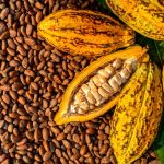 Memilih biji kakao berkualitas menjadi langkah penting bagi petani, pengepul, maupun pelaku usaha yang mengolah kakao menjadi bahan baku cokelat. Biji yang baik dapat membantu menghasilkan aroma dan cita rasa yang lebih konsisten, sedangkan biji cacat atau berjamur berisiko menurunkan mutu produk akhir. Karena itu, pemeriksaan sebaiknya dilakukan sebelum pembelian atau pengolahan, bukan hanya setelah biji masuk ke tempat penyimpanan. Penilaian mutu tidak cukup berdasarkan ukuran atau warna luar saja. Kondisi fermentasi, tingkat kekeringan, aroma, kebersihan, dan jumlah biji rusak perlu diperiksa bersama agar keputusan lebih akurat. Jika membeli dalam jumlah besar, ambil sampel dari beberapa bagian karung atau tumpukan karena kondisi biji di dalamnya mungkin tidak seragam. Cara Memilih Biji Kakao Berkualitas 1. Periksa Warna dan Bentuk Biji Biji kakao kering yang baik umumnya terlihat utuh, tidak keriput berlebihan, dan memiliki warna yang relatif seragam sesuai varietas serta proses pengolahannya. Hindari memilih hanya dari warna paling gelap karena penampilan luar tidak selalu menggambarkan mutu bagian dalam. Biji yang pipih, pecah, atau sangat kecil dalam jumlah banyak bisa menandakan pengisian biji kurang sempurna atau penanganan pascapanen yang kurang baik. 2. Cium Aroma sebelum Membeli Aroma dapat memberi petunjuk tentang kondisi biji dan proses pascapanennya. Biji kakao yang ditangani dengan benar biasanya tidak berbau apek, busuk, berjamur, atau berbau bahan kimia yang asing. Jika muncul aroma menyimpang, minta penjelasan tentang cara fermentasi dan pengeringannya sebelum memutuskan membeli. 3. Pastikan Fermentasi Berjalan Baik Fermentasi membantu membentuk calon aroma dan cita rasa kakao. Biji yang difermentasi dengan baik cenderung menunjukkan warna bagian dalam yang lebih cokelat, sedangkan bagian dalam yang ungu pekat atau keabu-abuan dapat mengindikasikan fermentasi kurang merata atau kondisi yang perlu diperiksa lebih lanjut. Untuk menilai bagian dalam, belah sampel beberapa biji dan perhatikan hasilnya, bukan hanya mengandalkan satu biji sebagai contoh. 4. Periksa Kekeringan dan Kadar Air Biji perlu dikeringkan dengan baik sebelum disimpan agar risiko jamur dan penurunan mutu berkurang. Sentuhan tangan bisa menjadi pemeriksaan awal, tetapi alat ukur kadar air lebih membantu ketika tersedia karena penilaian manual tidak selalu akurat. Hindari membeli biji yang terasa lembap, saling menggumpal, atau memperlihatkan tanda jamur, lalu simpan bahan yang sudah diterima di tempat kering dan berventilasi. 5. Pisahkan Kotoran dan Biji Cacat Periksa apakah campuran mengandung pecahan kulit, ranting, batu kecil, serangga, atau benda asing lain. Catat juga biji berjamur, berkecambah, berlubang akibat hama, atau pecah karena kerusakan mekanis. Semakin banyak kotoran dan biji cacat dalam satu lot, semakin besar pekerjaan sortasi yang diperlukan dan semakin sulit menjaga keseragaman bahan baku. 6. Periksa Keseragaman Ukuran Ukuran biji yang relatif seragam memudahkan pengelompokan bahan dan membantu proses pengolahan berjalan lebih konsisten. Namun, ukuran besar tidak otomatis berarti kualitas terbaik karena varietas, kondisi kebun, dan fermentasi juga ikut menentukan mutu. Untuk pembelian rutin, tentukan kriteria ukuran yang disepakati dengan pemasok supaya pemeriksaan antarkiriman lebih konsisten. 7. Gunakan Sortasi dan Catatan Mutu Pada jumlah kecil, biji dapat diperiksa secara manual menggunakan sampel yang diambil dari beberapa bagian. Jika volume bahan besar, alat sortasi dapat membantu memisahkan biji berdasarkan ukuran atau karakteristik yang didukung oleh mesinnya; lihat mesin sortasi kakao untuk mempelajari pilihan peralatan yang tersedia. Pilih alat berdasarkan kapasitas, jenis sortasi, kemudahan pembersihan, dan kebutuhan usaha, bukan semata-mata ukuran mesin. Catat pemasok, tanggal penerimaan, kondisi fermentasi, kadar air jika diukur, jumlah kotoran, dan hasil pemeriksaan sampel. Catatan sederhana membantu membandingkan mutu antarkiriman dan mendiskusikan standar yang jelas dengan pemasok. Informasi perlengkapan pengolahan lainnya dapat dilihat melalui Grosir Mesin lalu disesuaikan dengan skala produksi. Kesimpulan Cara memilih biji kakao berkualitas meliputi pemeriksaan bentuk, aroma, fermentasi, kadar air, kebersihan, dan keseragaman ukuran. Gunakan sampel yang mewakili seluruh kiriman, lalu dokumentasikan hasil pemeriksaan supaya keputusan pembelian tidak hanya bergantung pada tampilan luar. Dengan kriteria yang konsisten dan sortasi yang sesuai kebutuhan, pelaku usaha dapat menjaga mutu bahan baku sebelum kakao diproses lebih lanjut.