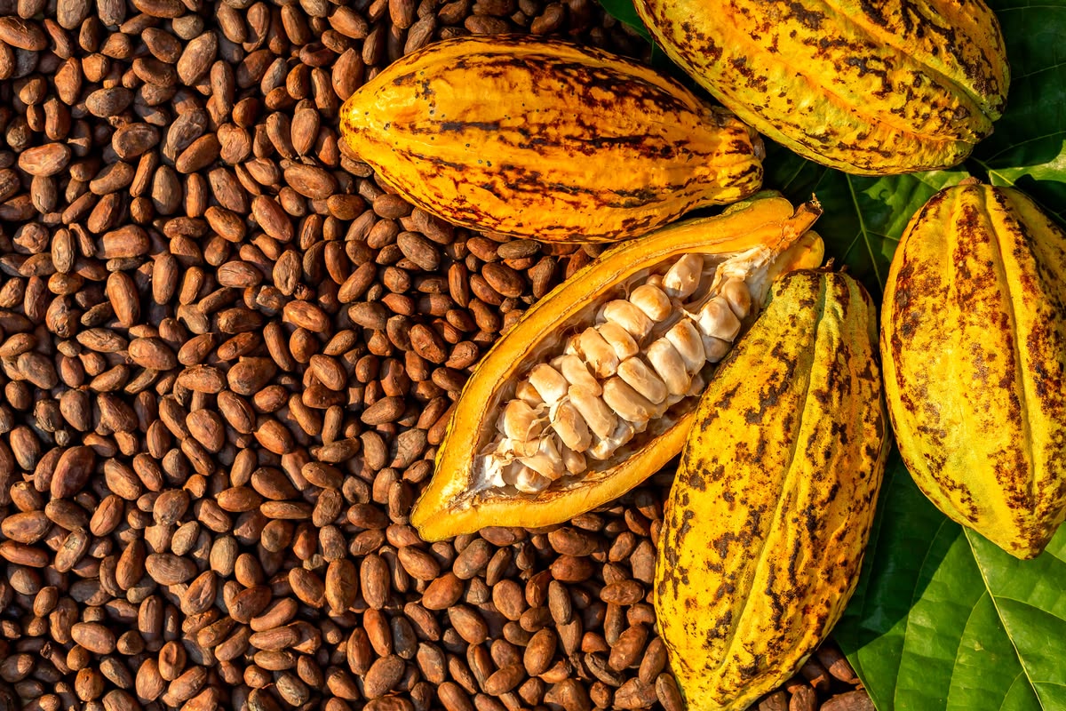 Memilih biji kakao berkualitas menjadi langkah penting bagi petani, pengepul, maupun pelaku usaha yang mengolah kakao menjadi bahan baku cokelat. Biji yang baik dapat membantu menghasilkan aroma dan cita rasa yang lebih konsisten, sedangkan biji cacat atau berjamur berisiko menurunkan mutu produk akhir. Karena itu, pemeriksaan sebaiknya dilakukan sebelum pembelian atau pengolahan, bukan hanya setelah biji masuk ke tempat penyimpanan. Penilaian mutu tidak cukup berdasarkan ukuran atau warna luar saja. Kondisi fermentasi, tingkat kekeringan, aroma, kebersihan, dan jumlah biji rusak perlu diperiksa bersama agar keputusan lebih akurat. Jika membeli dalam jumlah besar, ambil sampel dari beberapa bagian karung atau tumpukan karena kondisi biji di dalamnya mungkin tidak seragam. Cara Memilih Biji Kakao Berkualitas 1. Periksa Warna dan Bentuk Biji Biji kakao kering yang baik umumnya terlihat utuh, tidak keriput berlebihan, dan memiliki warna yang relatif seragam sesuai varietas serta proses pengolahannya. Hindari memilih hanya dari warna paling gelap karena penampilan luar tidak selalu menggambarkan mutu bagian dalam. Biji yang pipih, pecah, atau sangat kecil dalam jumlah banyak bisa menandakan pengisian biji kurang sempurna atau penanganan pascapanen yang kurang baik. 2. Cium Aroma sebelum Membeli Aroma dapat memberi petunjuk tentang kondisi biji dan proses pascapanennya. Biji kakao yang ditangani dengan benar biasanya tidak berbau apek, busuk, berjamur, atau berbau bahan kimia yang asing. Jika muncul aroma menyimpang, minta penjelasan tentang cara fermentasi dan pengeringannya sebelum memutuskan membeli. 3. Pastikan Fermentasi Berjalan Baik Fermentasi membantu membentuk calon aroma dan cita rasa kakao. Biji yang difermentasi dengan baik cenderung menunjukkan warna bagian dalam yang lebih cokelat, sedangkan bagian dalam yang ungu pekat atau keabu-abuan dapat mengindikasikan fermentasi kurang merata atau kondisi yang perlu diperiksa lebih lanjut. Untuk menilai bagian dalam, belah sampel beberapa biji dan perhatikan hasilnya, bukan hanya mengandalkan satu biji sebagai contoh. 4. Periksa Kekeringan dan Kadar Air Biji perlu dikeringkan dengan baik sebelum disimpan agar risiko jamur dan penurunan mutu berkurang. Sentuhan tangan bisa menjadi pemeriksaan awal, tetapi alat ukur kadar air lebih membantu ketika tersedia karena penilaian manual tidak selalu akurat. Hindari membeli biji yang terasa lembap, saling menggumpal, atau memperlihatkan tanda jamur, lalu simpan bahan yang sudah diterima di tempat kering dan berventilasi. 5. Pisahkan Kotoran dan Biji Cacat Periksa apakah campuran mengandung pecahan kulit, ranting, batu kecil, serangga, atau benda asing lain. Catat juga biji berjamur, berkecambah, berlubang akibat hama, atau pecah karena kerusakan mekanis. Semakin banyak kotoran dan biji cacat dalam satu lot, semakin besar pekerjaan sortasi yang diperlukan dan semakin sulit menjaga keseragaman bahan baku. 6. Periksa Keseragaman Ukuran Ukuran biji yang relatif seragam memudahkan pengelompokan bahan dan membantu proses pengolahan berjalan lebih konsisten. Namun, ukuran besar tidak otomatis berarti kualitas terbaik karena varietas, kondisi kebun, dan fermentasi juga ikut menentukan mutu. Untuk pembelian rutin, tentukan kriteria ukuran yang disepakati dengan pemasok supaya pemeriksaan antarkiriman lebih konsisten. 7. Gunakan Sortasi dan Catatan Mutu Pada jumlah kecil, biji dapat diperiksa secara manual menggunakan sampel yang diambil dari beberapa bagian. Jika volume bahan besar, alat sortasi dapat membantu memisahkan biji berdasarkan ukuran atau karakteristik yang didukung oleh mesinnya; lihat mesin sortasi kakao untuk mempelajari pilihan peralatan yang tersedia. Pilih alat berdasarkan kapasitas, jenis sortasi, kemudahan pembersihan, dan kebutuhan usaha, bukan semata-mata ukuran mesin. Catat pemasok, tanggal penerimaan, kondisi fermentasi, kadar air jika diukur, jumlah kotoran, dan hasil pemeriksaan sampel. Catatan sederhana membantu membandingkan mutu antarkiriman dan mendiskusikan standar yang jelas dengan pemasok. Informasi perlengkapan pengolahan lainnya dapat dilihat melalui Grosir Mesin lalu disesuaikan dengan skala produksi. Kesimpulan Cara memilih biji kakao berkualitas meliputi pemeriksaan bentuk, aroma, fermentasi, kadar air, kebersihan, dan keseragaman ukuran. Gunakan sampel yang mewakili seluruh kiriman, lalu dokumentasikan hasil pemeriksaan supaya keputusan pembelian tidak hanya bergantung pada tampilan luar. Dengan kriteria yang konsisten dan sortasi yang sesuai kebutuhan, pelaku usaha dapat menjaga mutu bahan baku sebelum kakao diproses lebih lanjut.