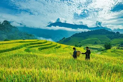 persiapan petak sawah sebelum proses penanaman