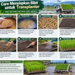 cara menyiapkan bibit untuk transplanter