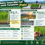waktu tanam bibit padi