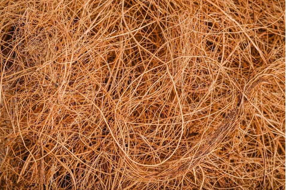 cara mengolah limbah kelapa bernilai jual