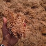 Pemanfaatan Ampas Sagu untuk Kompos yang Bermanfaat