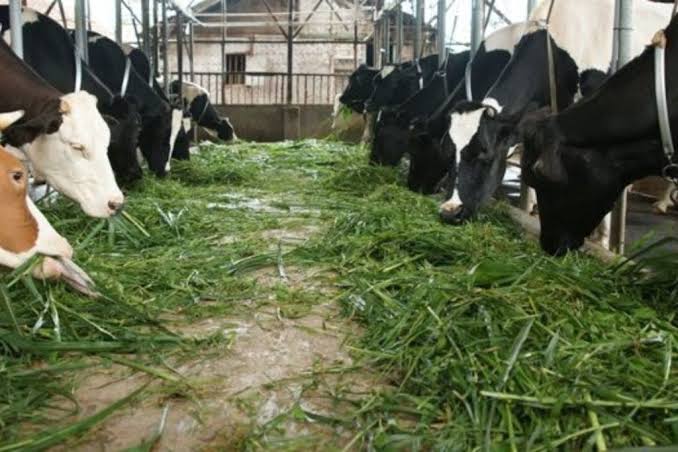 cara mengolah rumput untuk pakan sapi