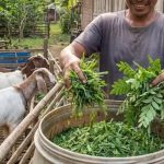 ukuran potongan rumput untuk ternak