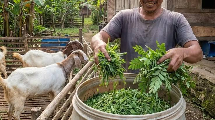 ukuran potongan rumput untuk ternak