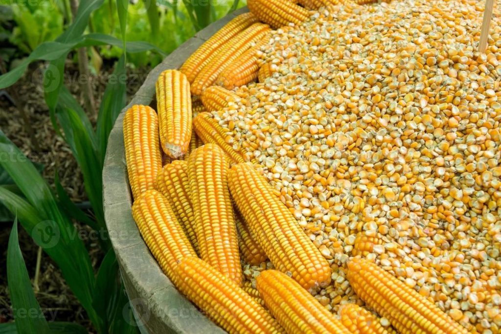 Cara Mengeringkan Jagung Sebelum Disimpan agar Tidak Rusak