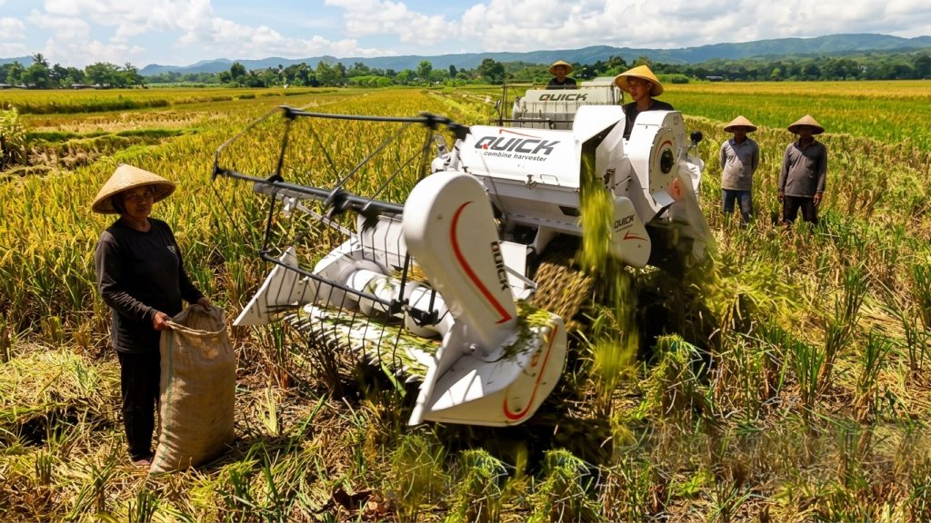 Proses Pemanenan Gabah dari Lahan Pertanian secara Tepat