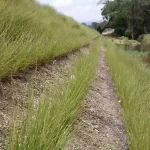 pengendalian erosi tepi sungai