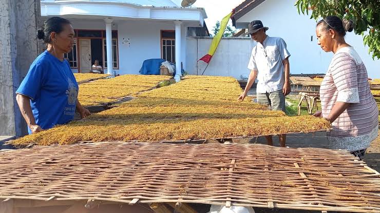 Metode Pengeringan Tembakau Setelah Dirajang yang Tepat